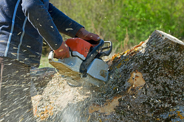 The Steps Involved in Our Tree Care Process in Woodacre, CA